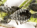 Aphis craccae